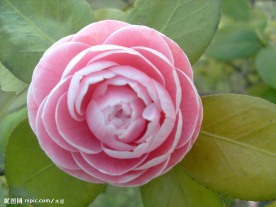 清晰茶花