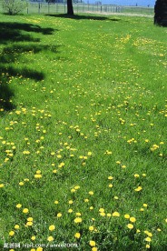草地与黄花