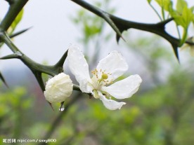 桔花1