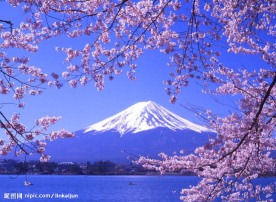 樱花树