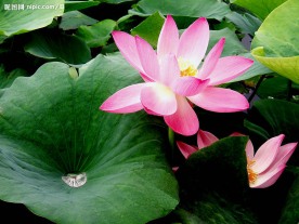 自然风光-荷花