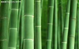 高精度竹林