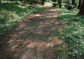 土路