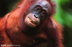 红色猩猩