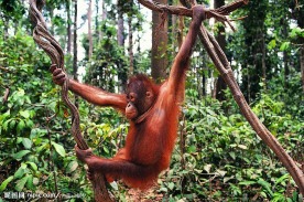 抓住树藤上荡秋千的红猩猩