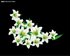百合花 花 花卉