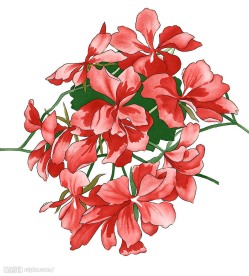 花　花纹