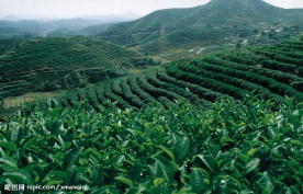 茶园风景