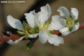 山楂花