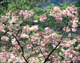 梨花图片