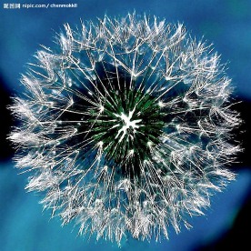 蓝色灵魂-花