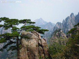 黄山松