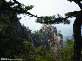 黄山松