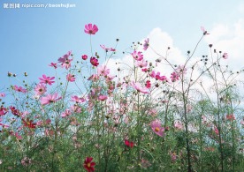 花草