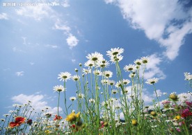 小白花