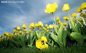 高清晰背景图片