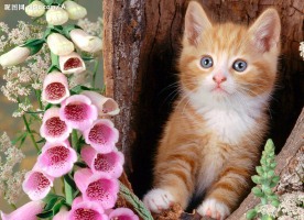 可爱小猫