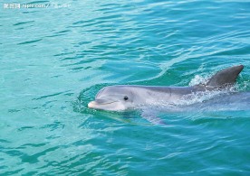 海豚