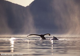 鲸尾巴