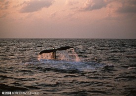 鲸鱼尾巴