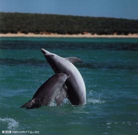 水中嬉戏的海豚