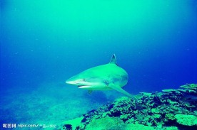 鲨鱼