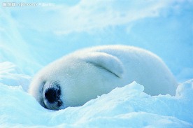 雪地里的海豹