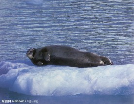 冰块上的海豹
