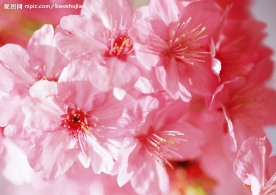 杜鹃花
