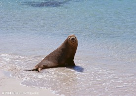 海豹