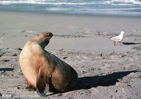 海豹