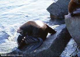 海豹