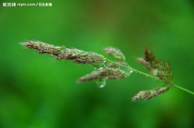 绿色 花草