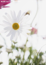 小白花
