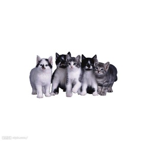 小猫