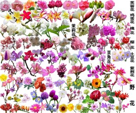 花卉大全４