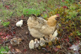 母鸡和小鸡