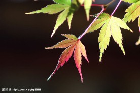 枫叶特写