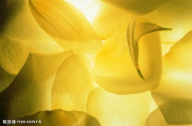 花瓣