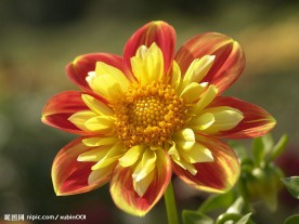 不知名花色小花