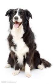狗
