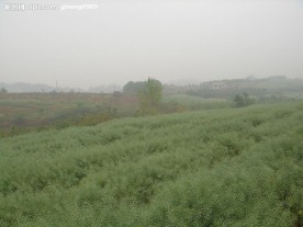 油菜地