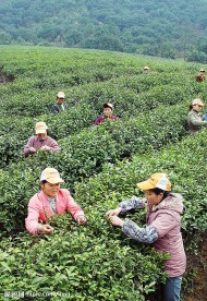 采茶