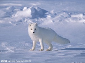 冰雪中的北极狐