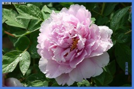 菏泽牡丹
