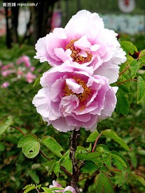 菏泽牡丹
