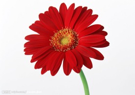 红菊花