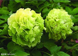 菏泽绿牡丹