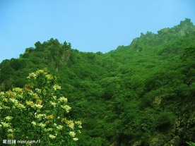 山花
