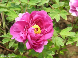 菏泽牡丹